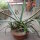 Agave americana cv. Marginata XL