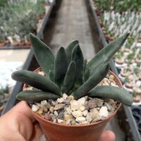 Gasteria nigricans v. monstruosus