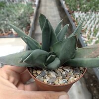 Gasteria nigricans v. monstruosus