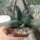 Gasteria nigricans v. monstruosus