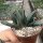 Gasteria nigricans v. monstruosus
