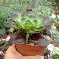 Semponium cv. Destiny