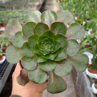 Semponium cv. Destiny