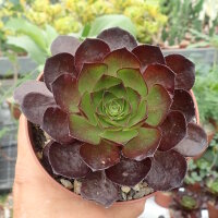 Semponium cv. Vortex