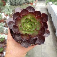 Semponium cv. Vortex