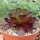 Semponium cv. Vortex