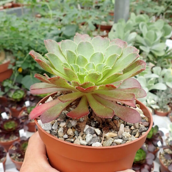 Semponium cv. Sienna