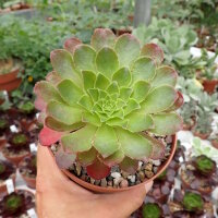 Semponium cv. Sienna