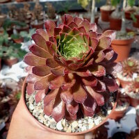 Semponium cv. Sienna