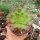 Semponium cv. Sienna