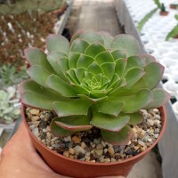 Semponium cv. Diamond