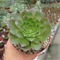 Semponium cv. Diamond
