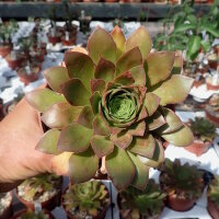 Semponium cv. Diamond