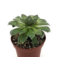 Semponium cv. Diamond
