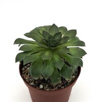 Semponium cv. Diamond