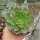 Semponium cv. Diamond