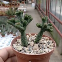Crassula pyramidalis - Diam. 2-4 cm - H. 3-6 cm