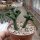 Crassula pyramidalis - Diam. 2-4 cm - H. 3-6 cm