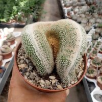 Notocactus spec. cristata