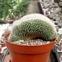 Notocactus spec. cristata