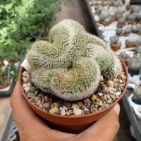 Notocactus spec. cristata