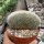 Notocactus spec. cristata