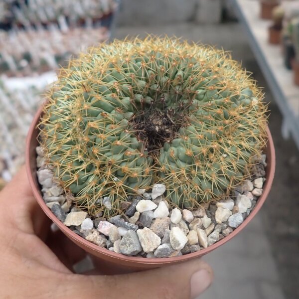 Coryphantha spec. cristata