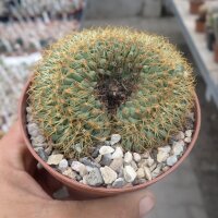 Coryphantha spec. cristata