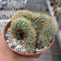 Coryphantha spec. cristata