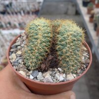 Coryphantha spec. cristata