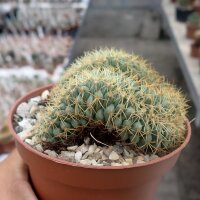 Coryphantha spec. cristata