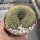 Coryphantha spec. cristata