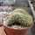 Coryphantha spec. cristata