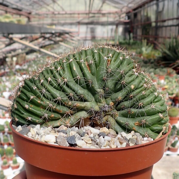 Echinopsis spec. cristata