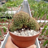 Echinopsis spec. cristata