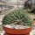 Echinopsis spec. cristata
