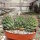 Echinopsis spec. cristata