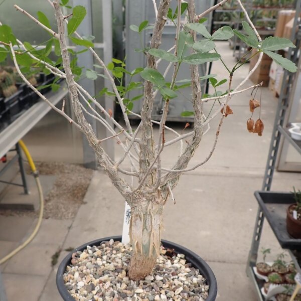 Commiphora spec.