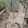 Commiphora spec.