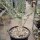 Commiphora spec.