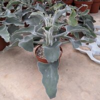 Kalanchoe beharensis cv. Elefantenohr