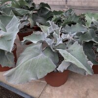 Kalanchoe beharensis cv. Elefantenohr