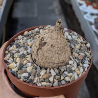 Ipomoea welwitschii broad leaf form S- O- Afrika