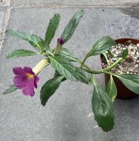 Pterodiscus elliotii Zambia, near Isoka
