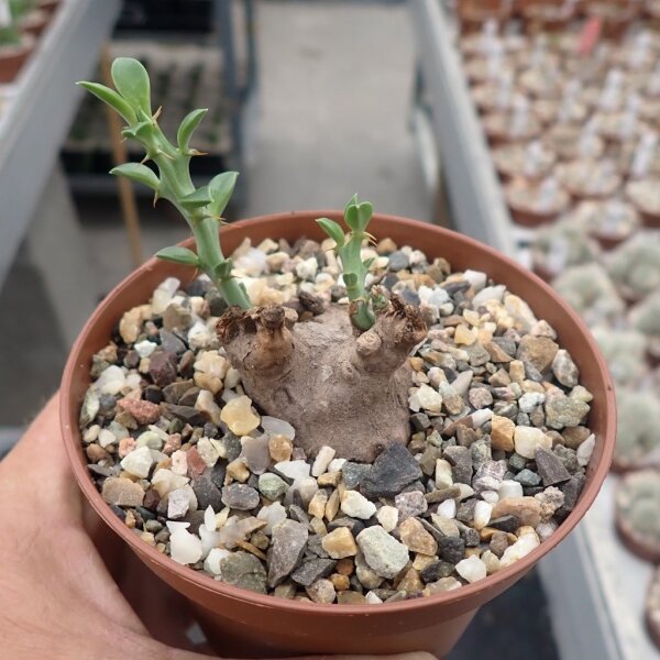 Euphorbia platyrrhiza Zambia