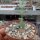 Brachystelma aff. lancasteri Malawi