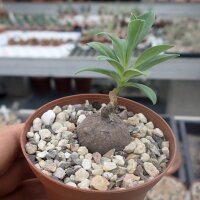 Monadenium penduculatum Mpika, Zambia