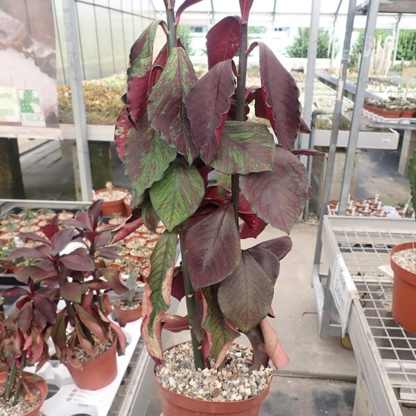Euphorbia umbellata cv. rubra
