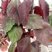 Euphorbia umbellata cv. rubra