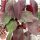 Euphorbia umbellata cv. rubra